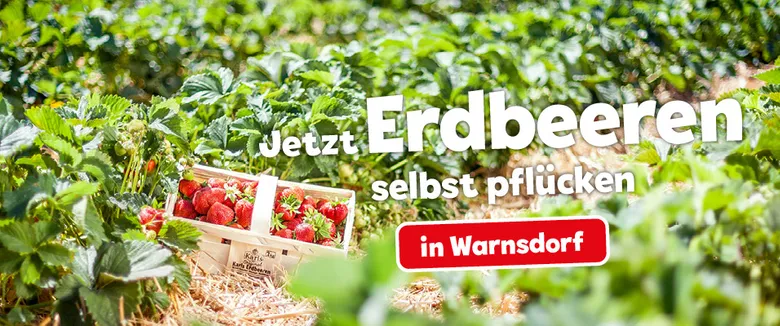 Erdbeeren selbst pflücken Warnsdorf Werbeslider