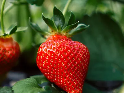 Erdbeere Pflanze Frucht