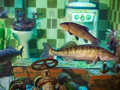 Fische im Erlebnis-Aquarium Rövershagen