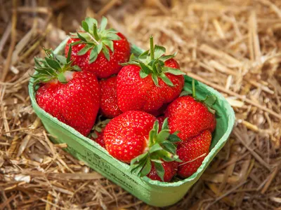 Erdbeeren Erdbeerschale
