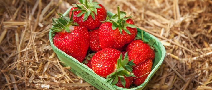 Erdbeeren Erdbeerschale