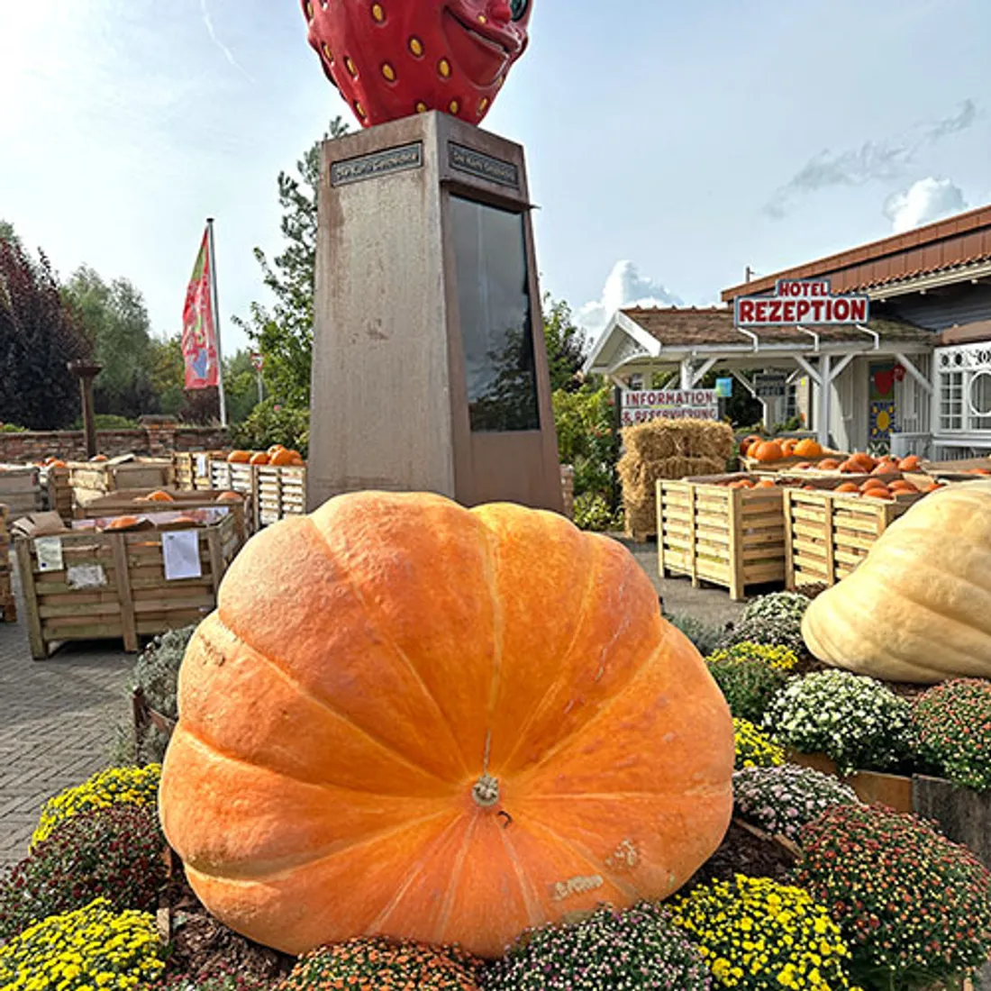 Kürbis Giganten quadrat